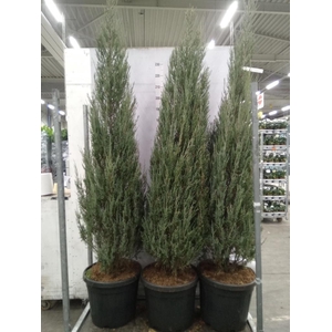 Juniperus scopulorum 'Blue Arrow'