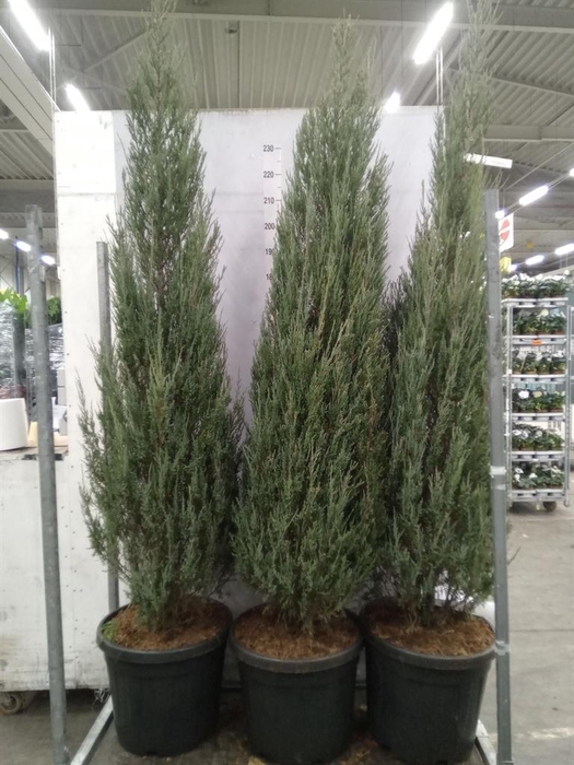<h4>Juniperus scopulorum 'Blue Arrow'</h4>