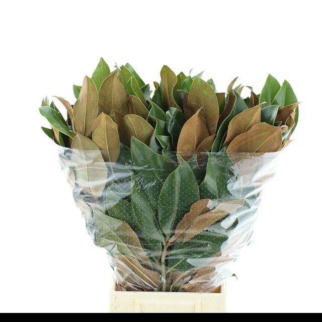 <h4>MAGNOLIA GRANDIFL BS</h4>