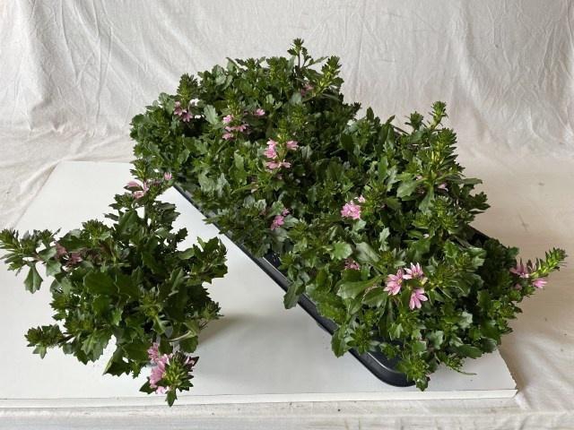 <h4>SCAEV SUR PINK BLUE</h4>