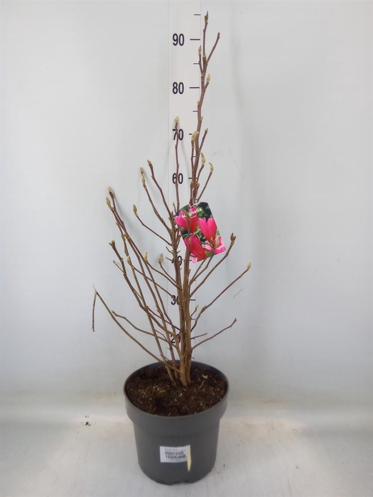 <h4>Magnolia  'Susan'</h4>