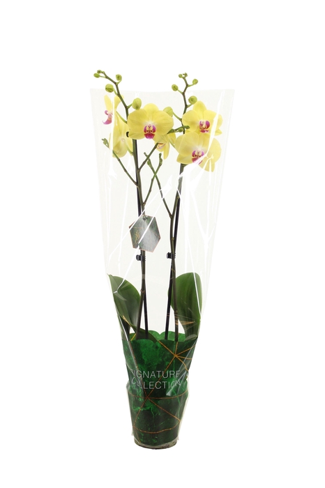 <h4>Signature Phal Miraflor 2T16+</h4>