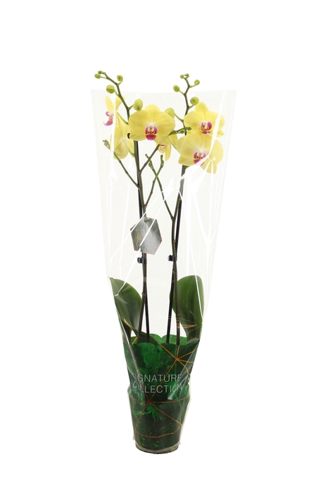 <h4>Signature Phal Miraflor 2T16+</h4>