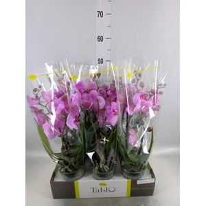 Phalaenopsis   ...rose