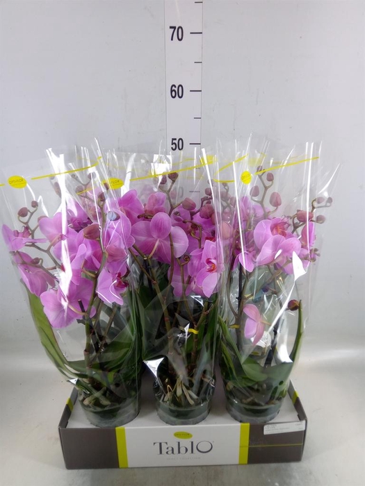 <h4>Phalaenopsis   ...rose</h4>