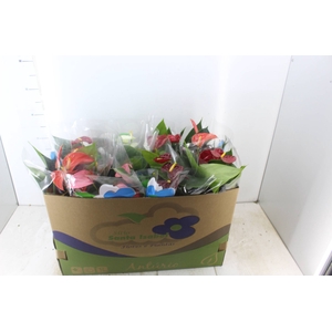 ANTHURIUM VARIADO P15