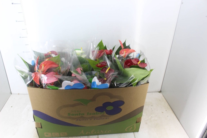 <h4>ANTHURIUM VARIADO P15</h4>