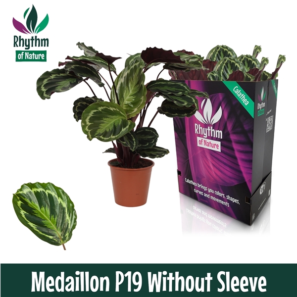 <h4>Calathea 19cm Medaillon Rhythm of Nature zonder hoes</h4>