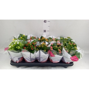Kalanchoe blos.   ..mix 6