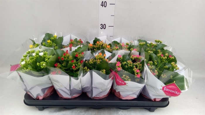 <h4>Kalanchoe blos.   ..mix 6</h4>