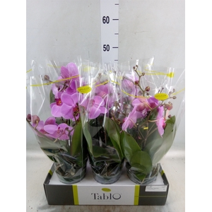 Phalaenopsis   ...rose