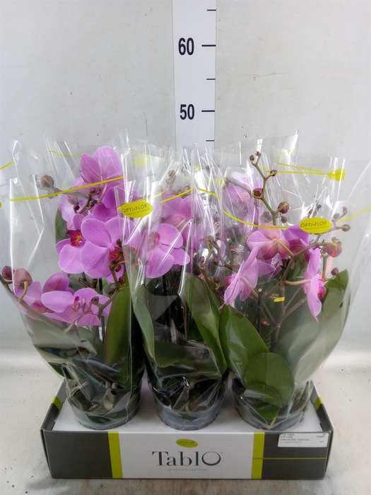 <h4>Phalaenopsis   ...rose</h4>