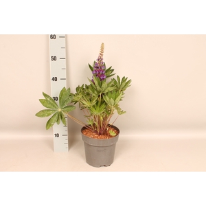 vaste planten 19 cm  Lupine lupinova Lyanna (Violet)