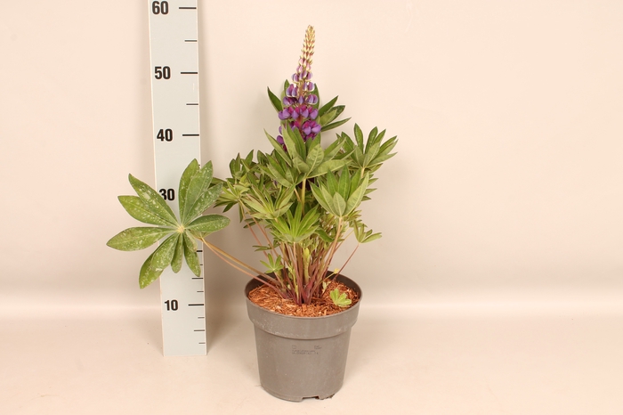 <h4>vaste planten 19 cm  Lupine lupinova Lyanna (Violet)</h4>
