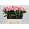 Paeonia Pink Giant