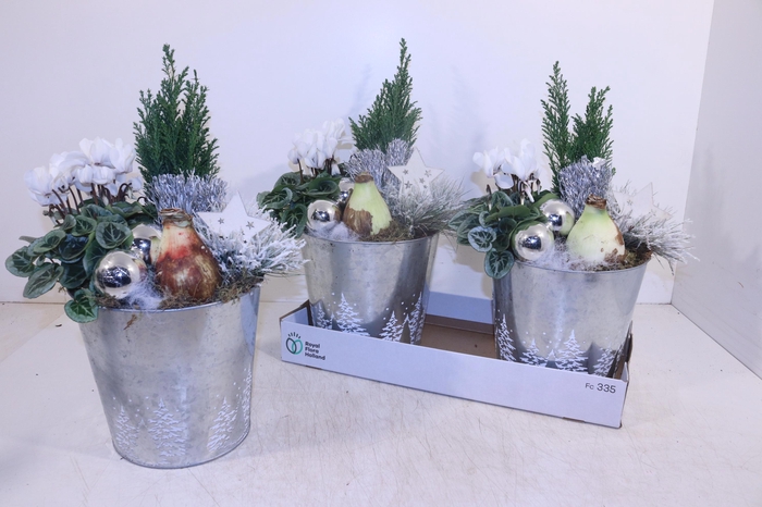 <h4>ARR HIPPEASTRUM</h4>