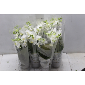PHALAENOPSIS MINI P09 BRANCO 2 HT