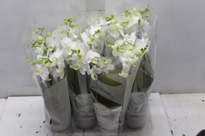<h4>PHALAENOPSIS MINI P09 BRANCO 2 HT</h4>