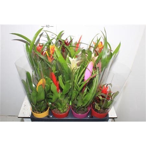 Bromelia Gem 8 Srt Ceramic