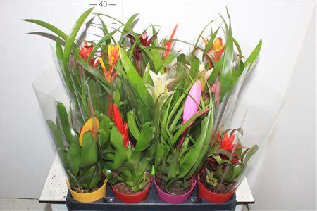 <h4>Bromelia Gem 8 Srt Ceramic</h4>
