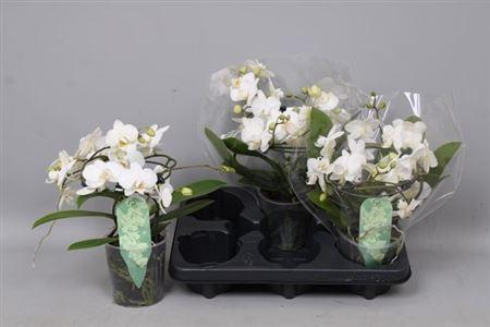 Phal Mf Ov Wit 2 Branches 22+