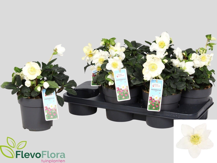 <h4>HELL NI CHR CAROL</h4>