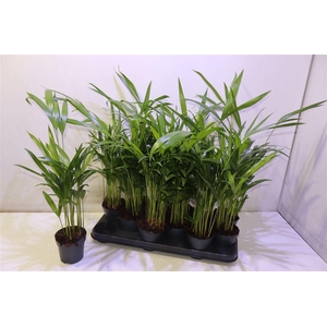 Dypsis Lutescens