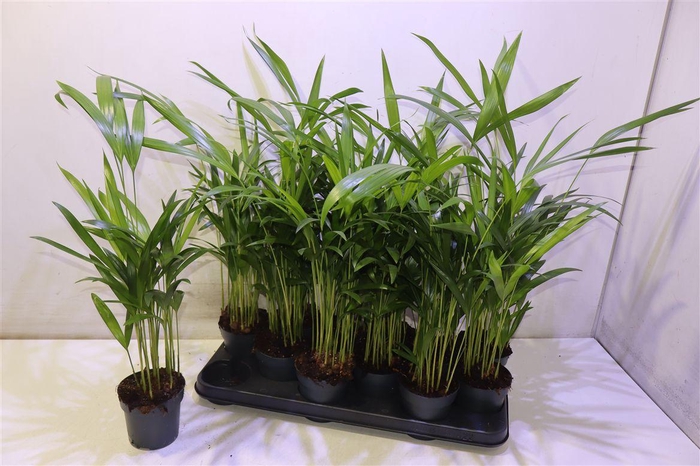 <h4>Dypsis Lutescens</h4>