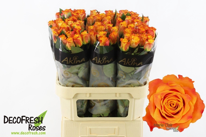 <h4>R Gr Marie Claire</h4>