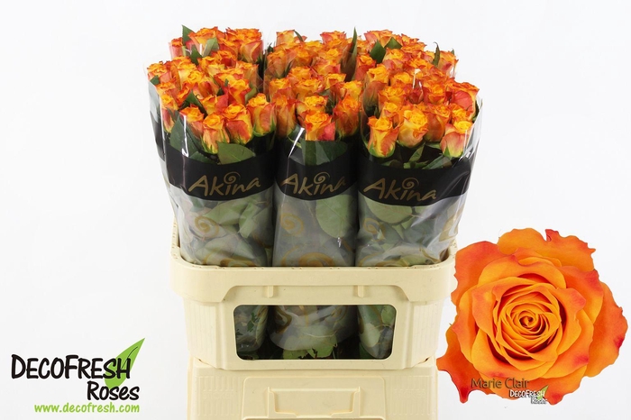 <h4>R Gr Marie Claire</h4>