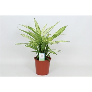 Purify Dieffenbachia Vesuvius 24 cm