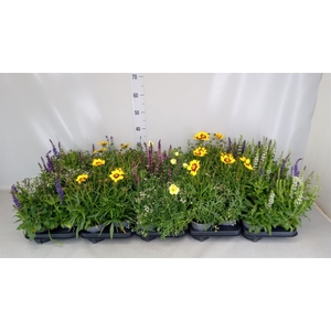 Vaste pltn   ...mix 3  [Perennials]