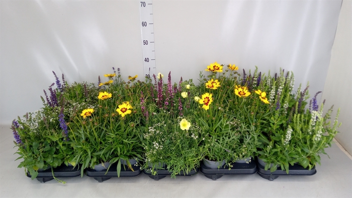 <h4>Vaste pltn   ...mix 3  [Perennials]</h4>