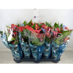 Anthurium andr. 'Karma Red'
