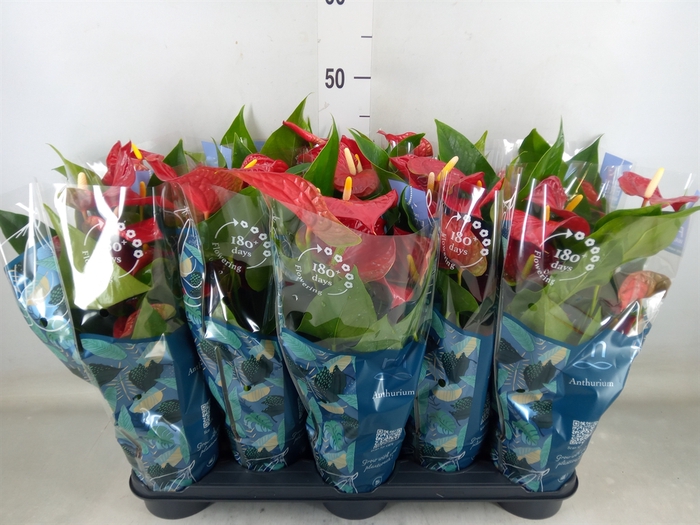 <h4>Anthurium andr. 'Karma Red'</h4>