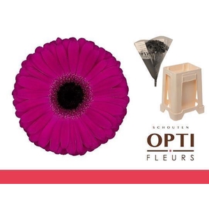 Gerbera Aladin