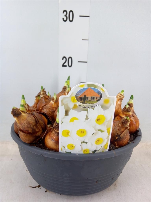 <h4>Narcissus ...</h4>