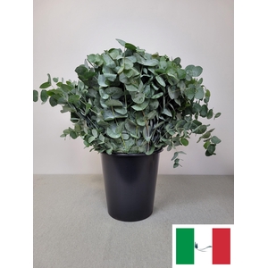 EUC CINEREA PER STEEL -IT-