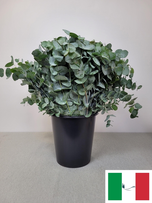 <h4>EUC CINEREA PER STEEL -IT-</h4>