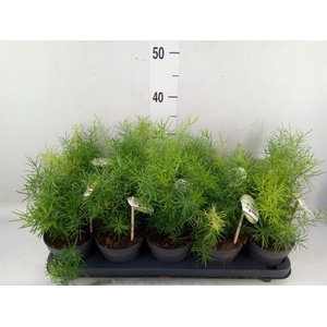 Asparagus dens. 'Sprengeri'