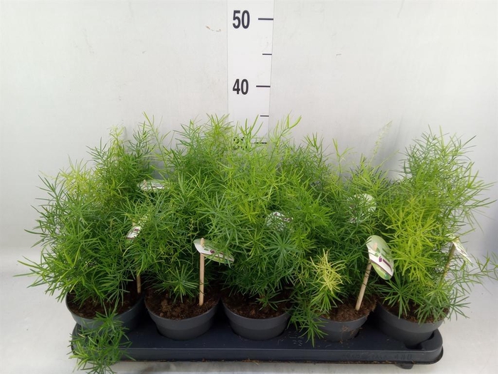 <h4>Asparagus dens. 'Sprengeri'</h4>