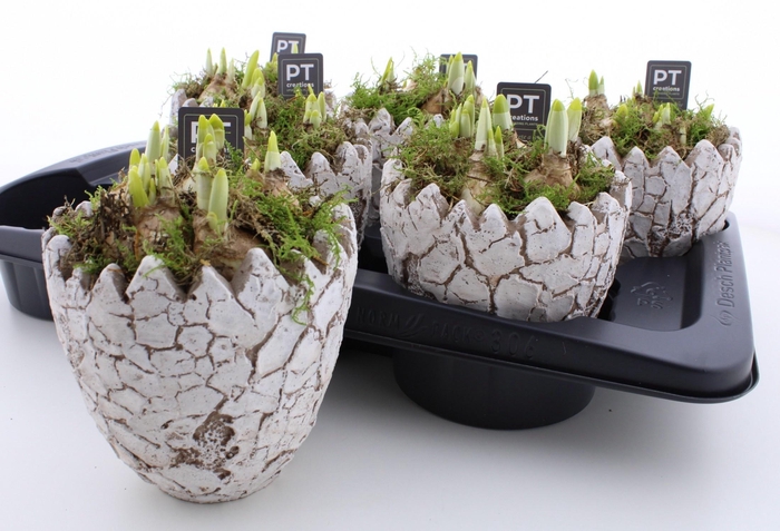 <h4>ARR N TETE A TETE</h4>