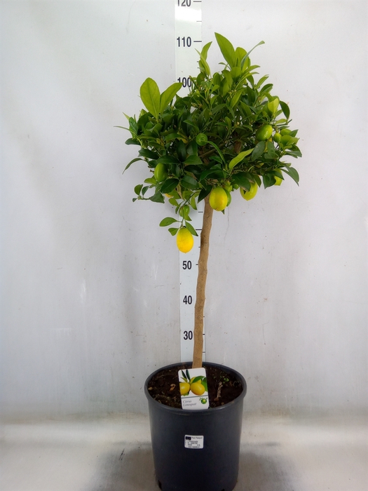<h4>Citrus   ...</h4>