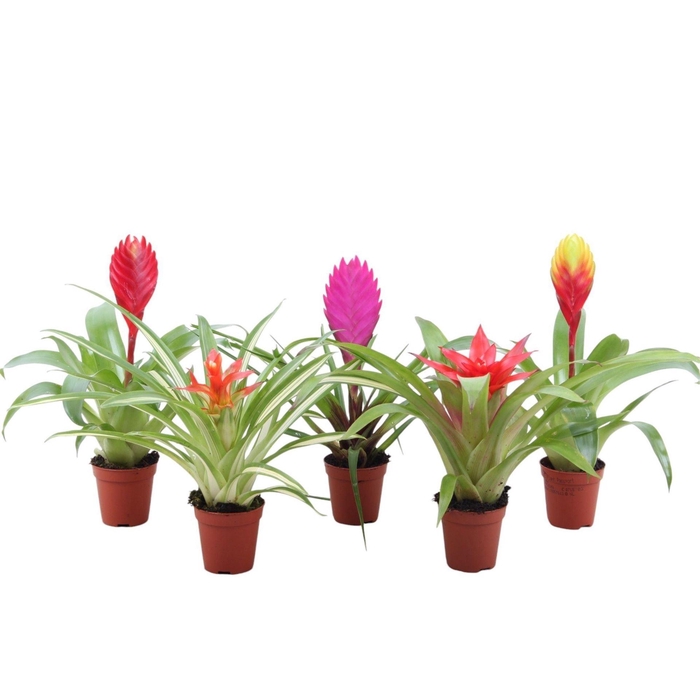 <h4>Bromelia ...mix</h4>