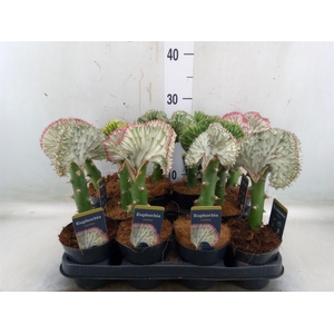 Euphorbia lactea 'Cristata'