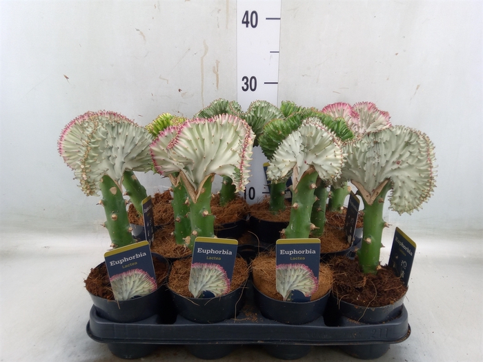 <h4>Euphorbia lactea 'Cristata'</h4>