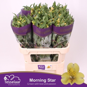 Alstroemeria Morning Star