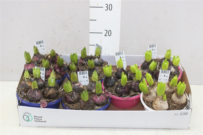 <h4>Hyacinthus Gemengd 5pp In Schaaltje Color</h4>