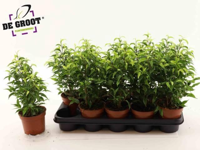 <h4>FIC BE NATASJA</h4>