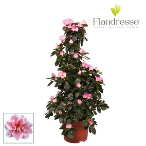 Azalea Flandresse® piramide 'bont' 65 cm